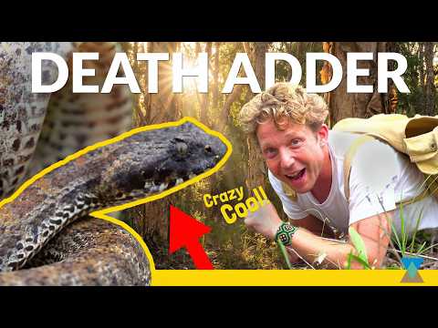 The 10th Most Venomous Snake in The World!