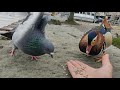 youtube thumb