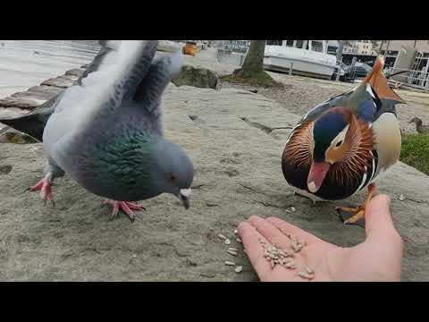 Un pigeon gifle un canard mandarin