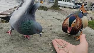 Un pigeon gifle un canard mandarin