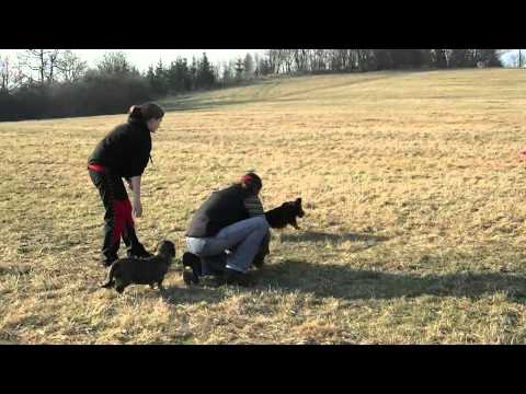 Coursing trénink 17.3.2012 - Aronek, Saurus, Terry, Tygr, Luccy a Kety