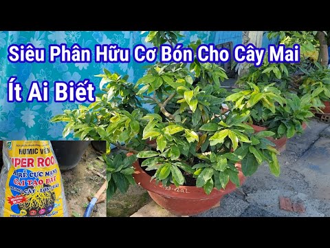 How to Apply Super Organic Fertilizer for Apricots in May, 9-5AL.