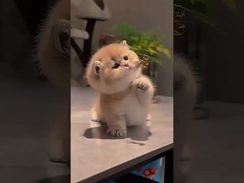 Cat Kneading Secrets: The Funny Paw Reflex from Kitten Days! 🐾😸