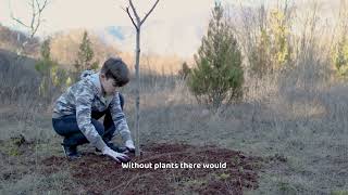 The Importance of Plants
