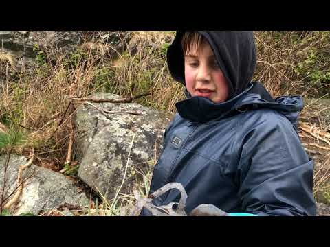 Rydding på Stavnes (Fogn) 2019