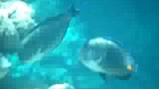 preview picture of video 'masturah   underwater Jeddah , KSA'
