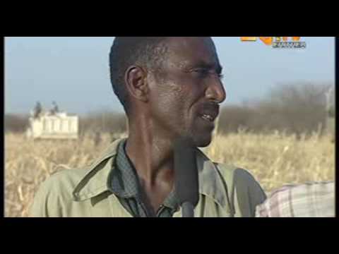 Eritrea Walta, መደብ ዋልታ፤ ሓይልታት ምክልኻል ኣብ ወፍሪ