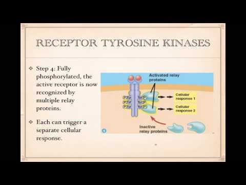 Cell Signaling- Tyrosine Kinase receptors