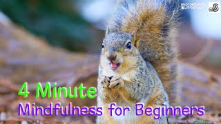 4 Minute Mindfulness Meditation With A Cute Baby Squirrel For Beginners🐿