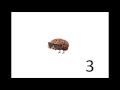 My Brain Vs My Body Censored