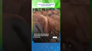 Geger Ada Virus Antraks di Gunung Kidul, Benarkah Bisa Menular dari Manusia ke Manusia? Ini FAKTANYA