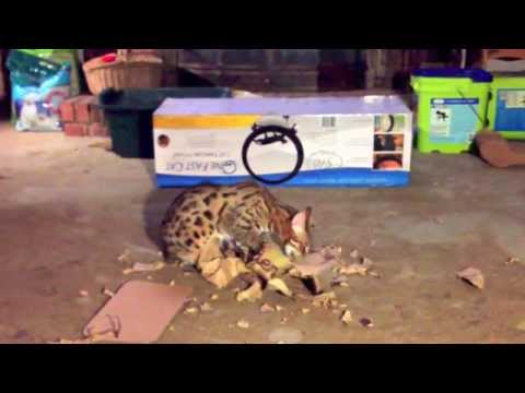 F1 Bengal Rascal continued bag de-construction AFTER his bath