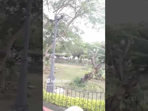 Plaza Bolivar de Carache Estado Trujillo #naturalezabosqueycampo