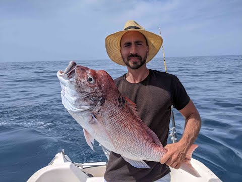 How to use Zoka with dead squid