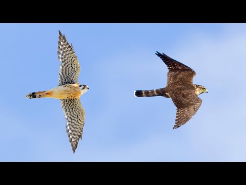 Hawks on the Wing; Comparing American Kestrel vs Merlin