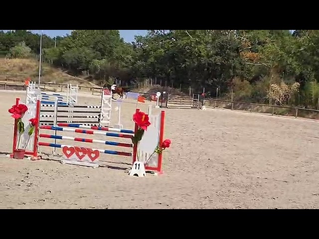 Gelding Selle Fran&ccedil;ais For sale 2019 Bay