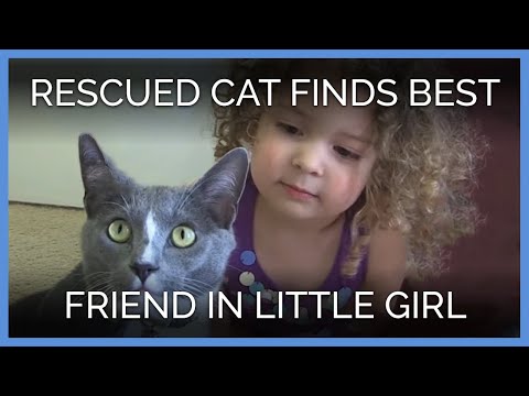 Cat Healing From Gunshot Wounds Finds Best Friend in Little ...