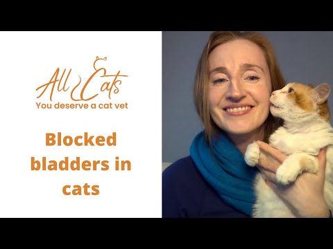 Blocked bladders in cats