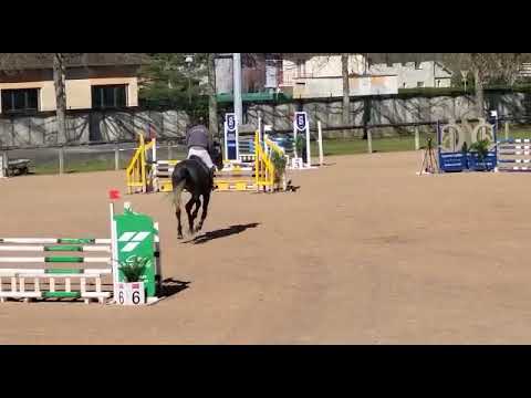 Merrie Belgisch sportpaard Te koop 2018 Schimmel ,  COULEUR LATOUR