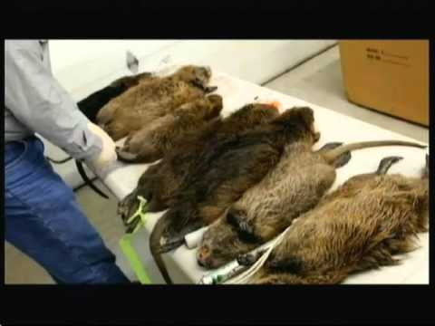 Rats the size of cats - ITV London News - 16th April 2016