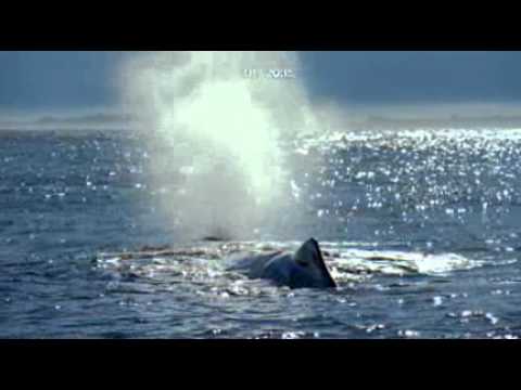 Universum Trailer Der Suedpazifik Blaue Weiten