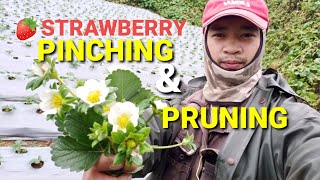 Download lagu Why Pinch Strawberry Flowers? mp3