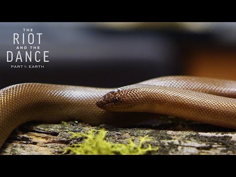 Critter Spotlight - Rubber Boa