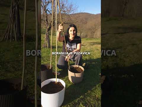 Uzgoj Krompira i Visoke Boranije u SAKSIJAMA