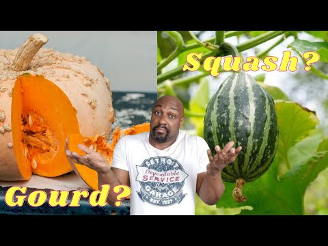1st YouTube video about are there poisonous gourds