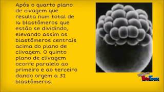 Desenvolvimento embrionário de peixes