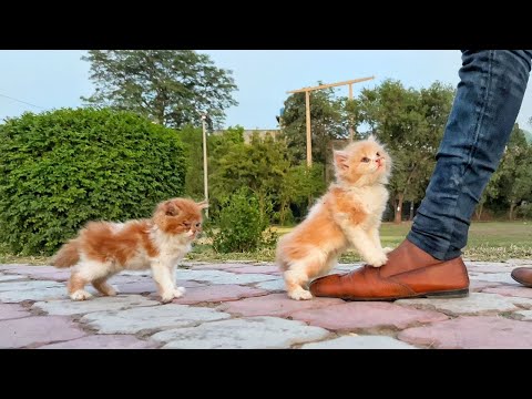 These Kittens are trying to Stop People and Asking for Adoption and Become a Part of their Family.