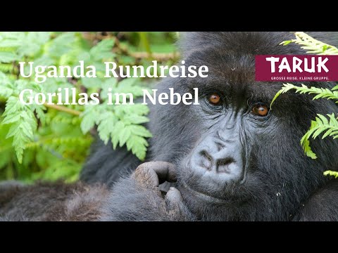 Uganda Ruanda-Reise: Gorillas im Nebel - Safari intensiv & Gorillas im Regenwald | Kurzfilm