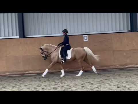 4jähriger Reitponyhengst von Stuckhuster Go for Gold x High Flows Oxford