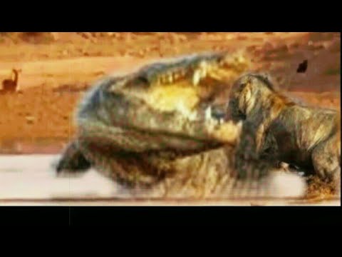 Animal fight/king of jungle vs giant crocodile fullfight 2019