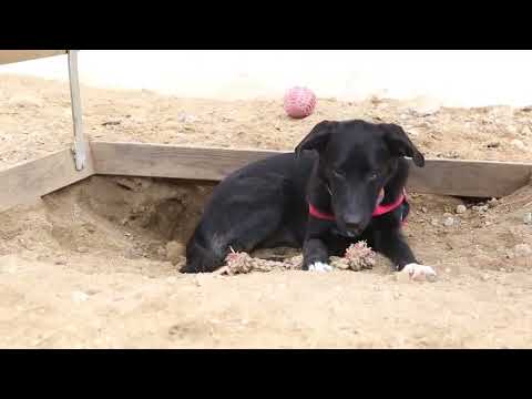 Lucky Dogs Montemor