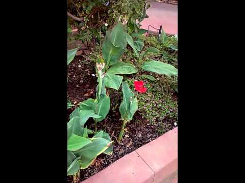 The Book of Love ~ Peter Gabriel/Magnetic Fields