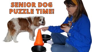 Easy Brain Game for Senior Cavaliers: Build Focus with This Fun 2-Bowl Challenge