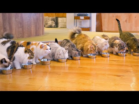 Fluffy Japanese Cat Cafe Experience in Tokyo | Mocha Lounge Ikebukuro