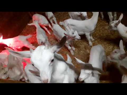 Piccolini _ Azienda agricola Bertasa.