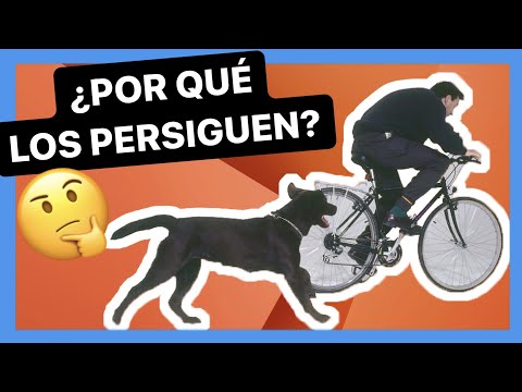 Do you know WHY your DOG CHASES VEHICLES? 🚴 [Bicycles, motorcycles, etc.] ► IT WILL SURPRISE YOU 🤯