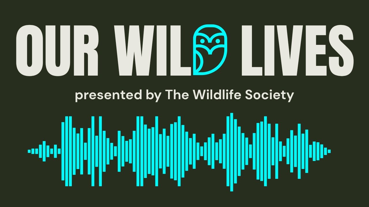 Introducing the “Our Wild Lives” podcast