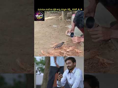 దాహంతో ఉన్న పక్షి.. ఆ వ్యక్తి చేసిన పనికి సెల్యూట్ చేయాల్సిందే! 🥺❤️ #shorts #viral#shortsfeed#birds