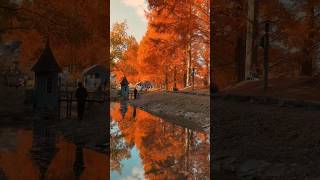 秋散歩のお供に🎧 #autumnsong #秋の音楽 #紅葉
