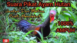 Download lagu SUARA PIKAT AYAM HUTAN HIJAU TERBARU PALING AMPUH mp3