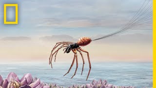 How Spiders Use Electricity to Fly | Decoder