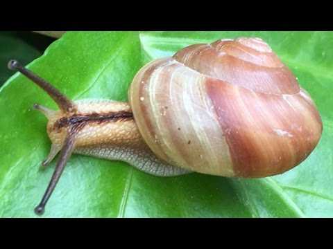 【昆虫】かわいくて綺麗なカタツムリ　殻から出てくるところもあります。子供の教材に最適！　かたつむり