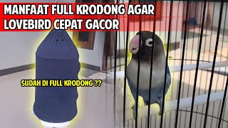Download lagu Lovebird having trouble singing? Try setting it up with a full cage cover. mp3