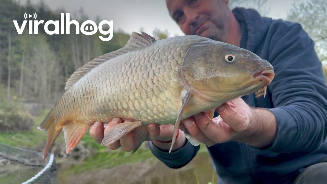 Meowing Catfish Catch || ViralHog
