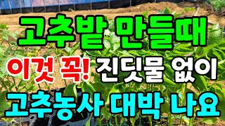 고추밭만들기 / 고추농사 밑거름 이렇게 했어요 / 고추심는시기 / 고추재배방법