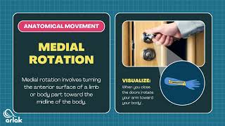 Anatomical Body Movements